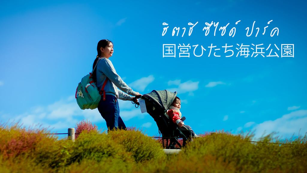 ฮิตาชิ ซีไซด์ ปาร์ค (HITACHI SEASIDE PARK) จ.อิบารากิ ญี่ปุ่น&nbsp;ในเดือนตุลาคม