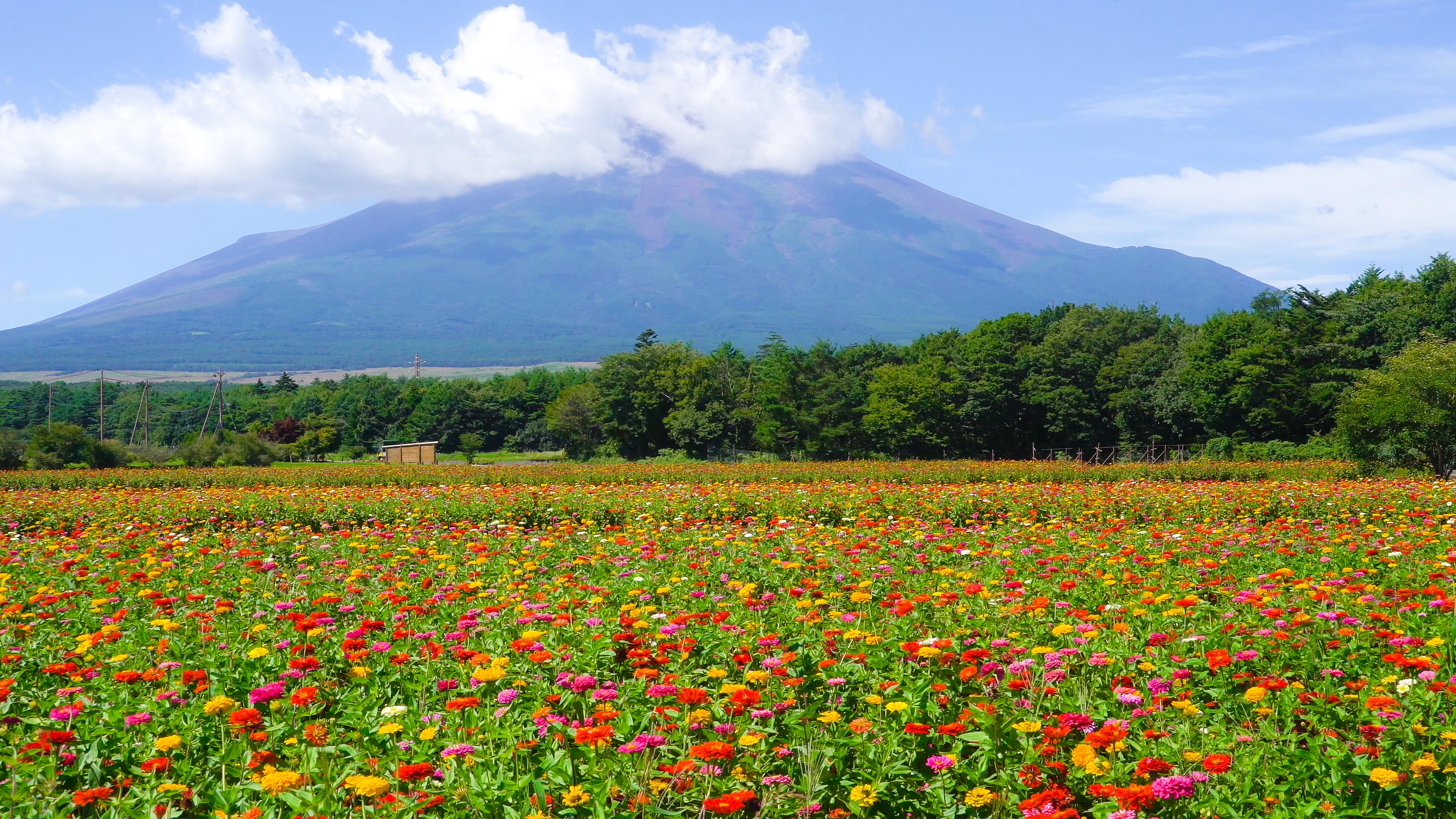 สวนฮะนะโนะมิยะโกะ