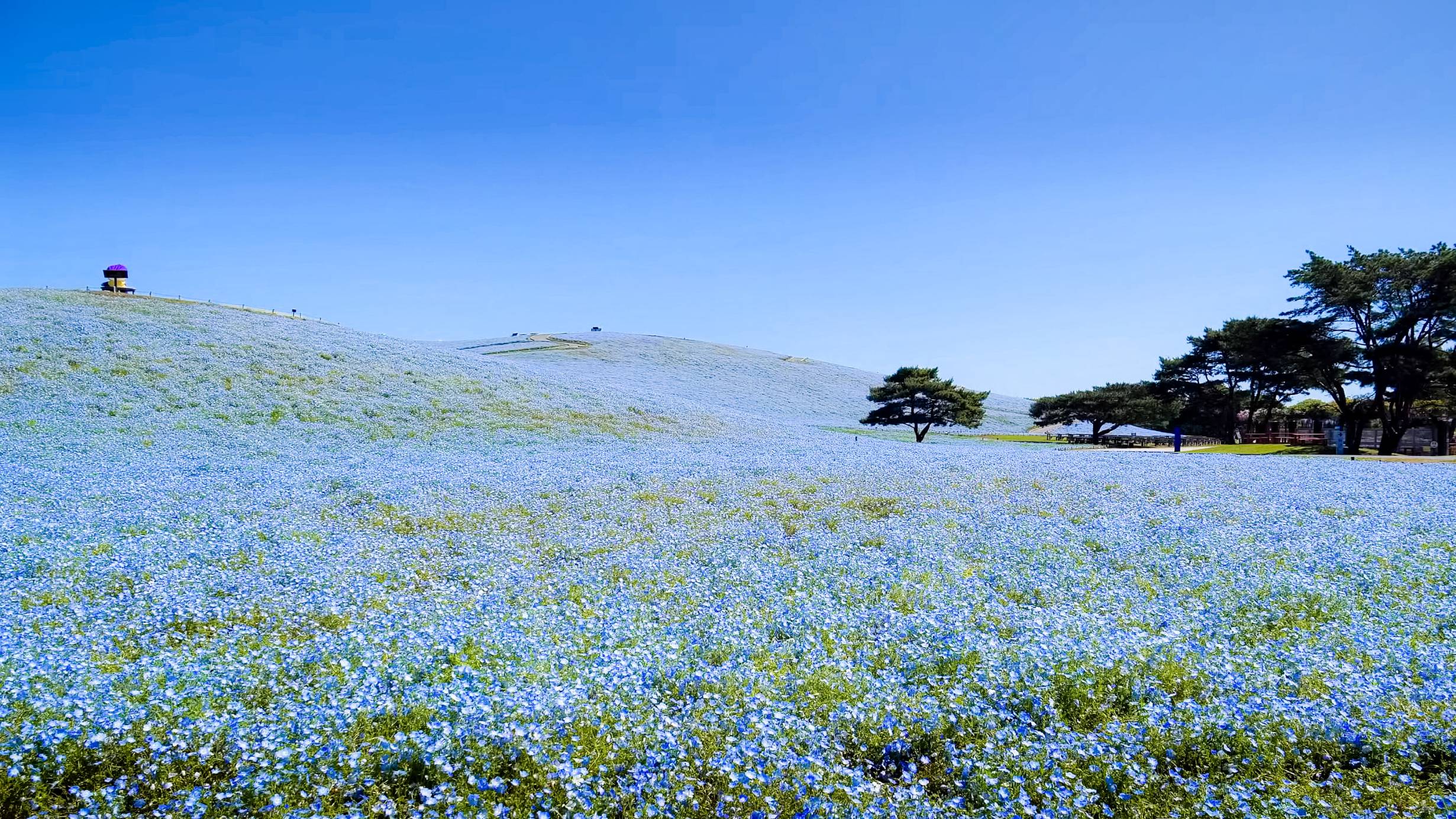 Hitachi Seaside Park Nemophila - Ibaraki 01