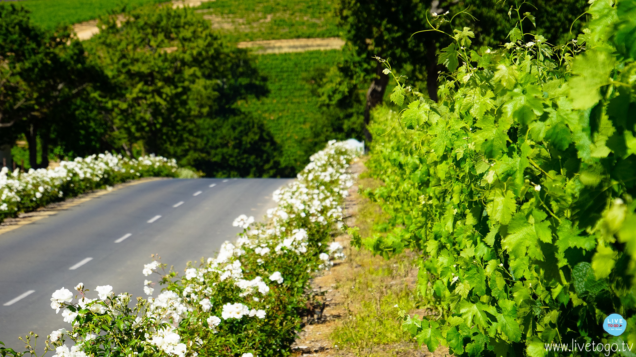 Groot ConstantiaDSC00810_fb