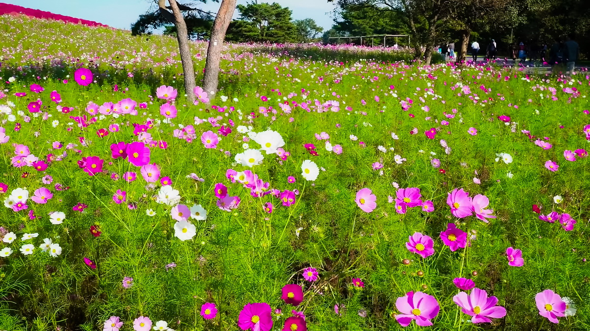 ซีไซด์ ปาร์ค002-2_resize