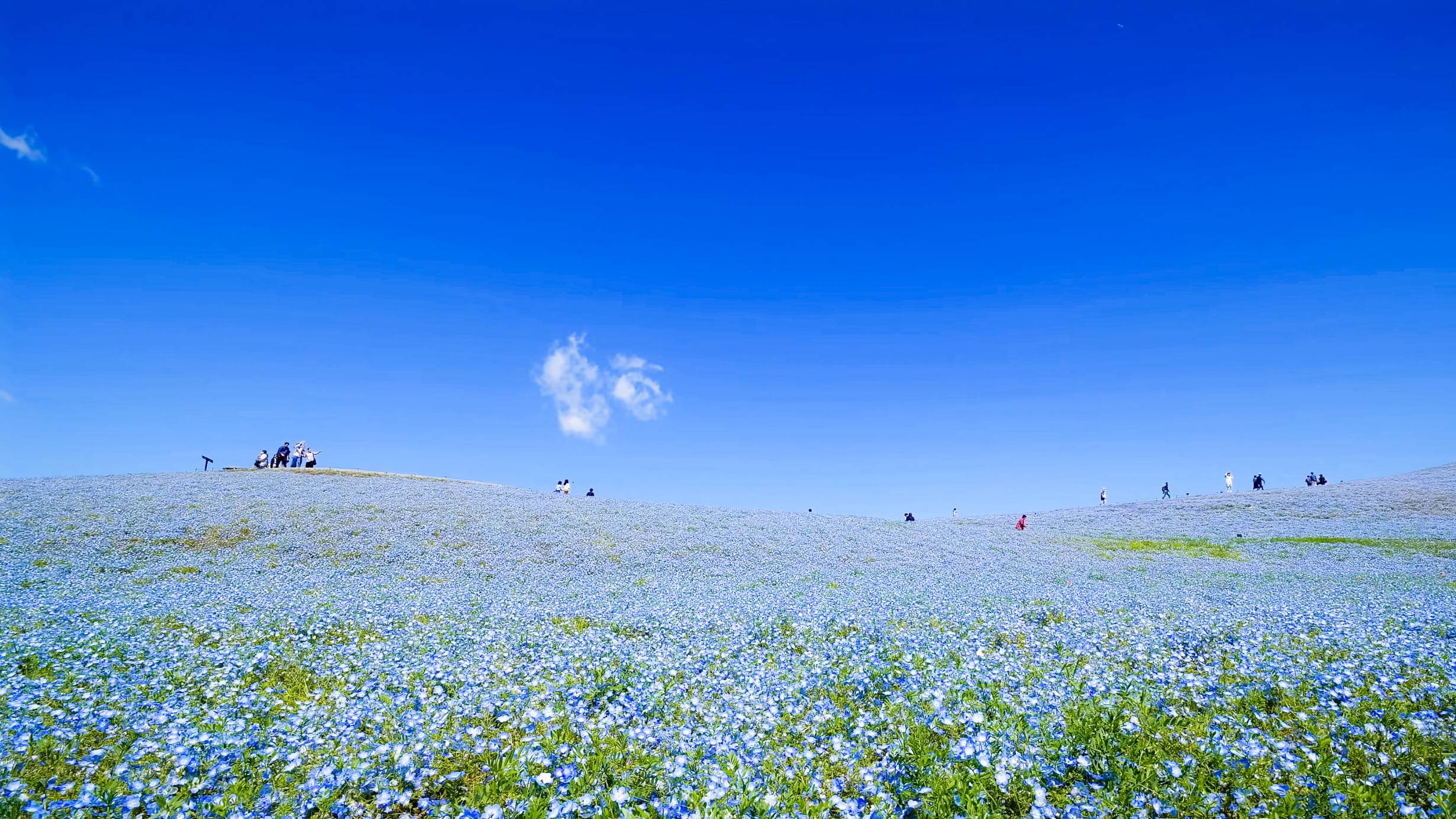 Hitachi Seaside Park Nemophila - Ibaraki 06