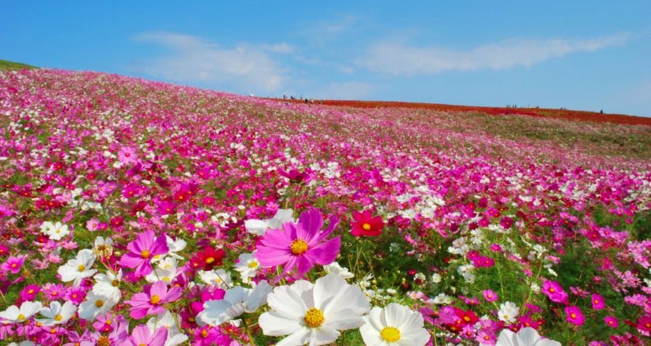 Hitachi-Seaside-Park-2