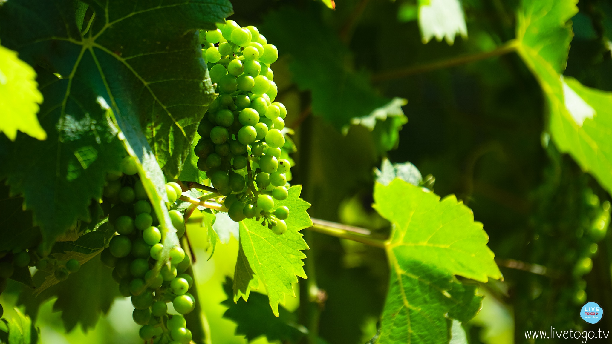 Groot ConstantiaDSC00851_fb