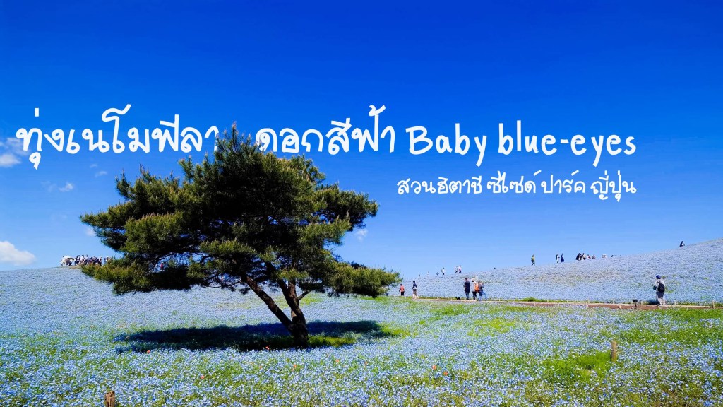 ทุ่งเนโมฟีลา ดอกสีฟ้า ในสวนฮิตาชิ ซีไซด์ ปาร์คใกล้โตเกียว! ญี่ปุ่น