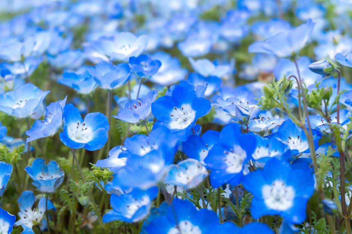 Hitashi-seaside-park-22