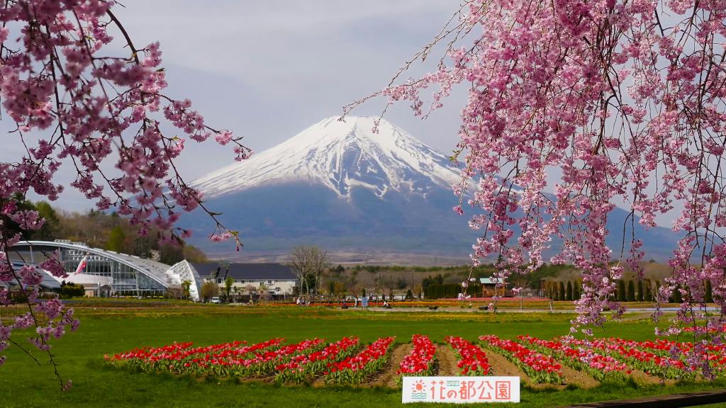 สวนฮะนะโนะมิยะโกะ ฟูจิซังในฤดูใบไม้ผลิ ท่ามกลางดอกทิวลิป |&nbsp;ดอกทานตะวัน